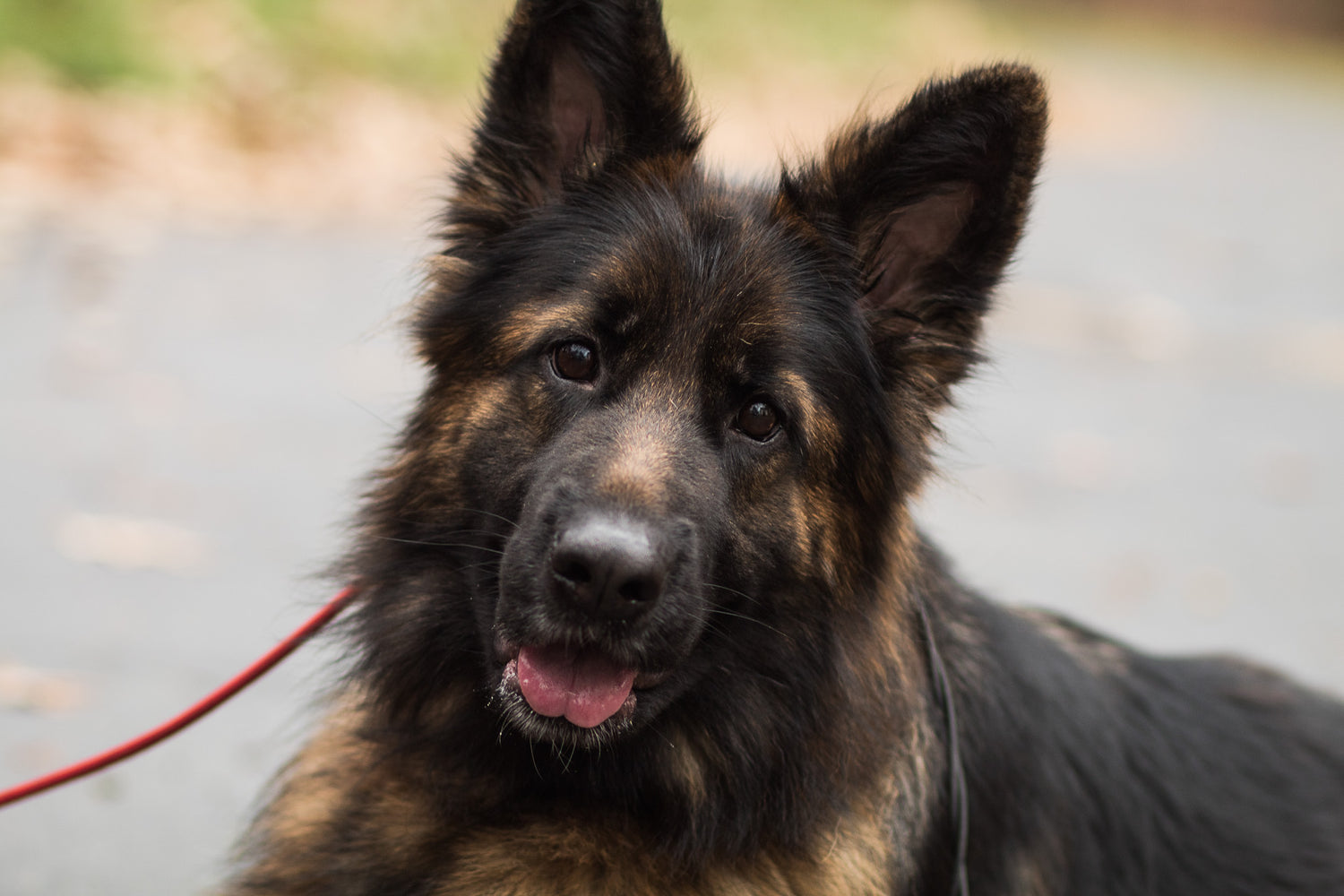Ellie - ADOPTED