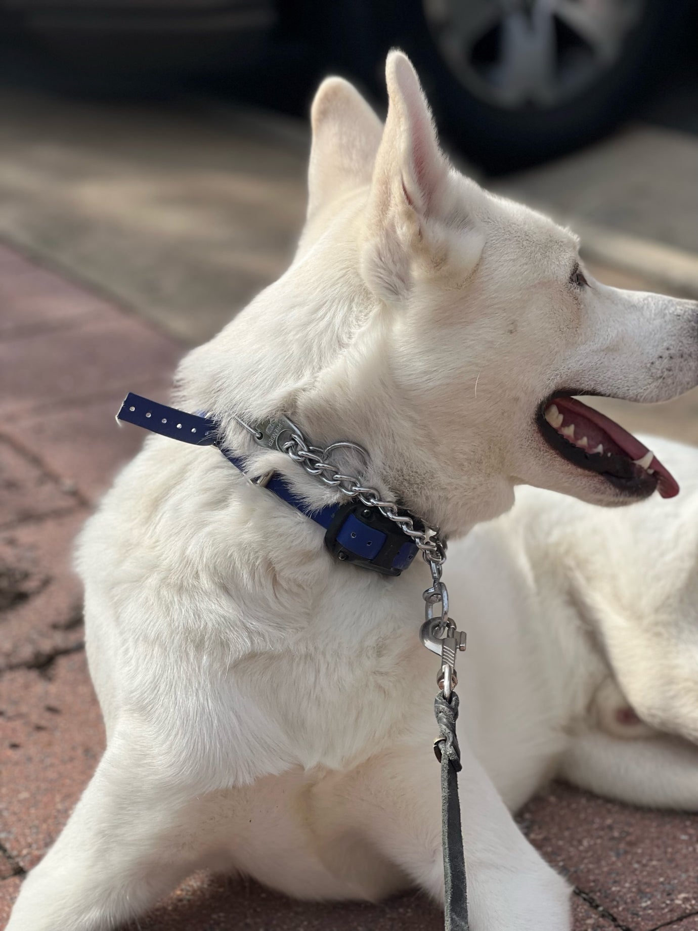 Exploring the Benefits of Prong Collars for Dogs: A Comprehensive Guide