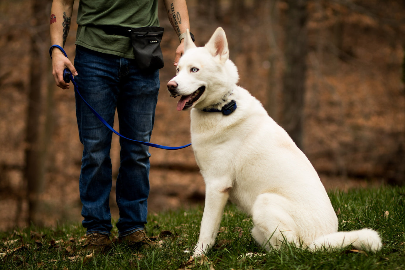 Mastering the Sit Command: A Comprehensive Guide to Teaching Your Dog